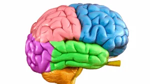 The Four Major Areas of the Brain: Why Understanding Them Changes How You Approach Behavioral Change
