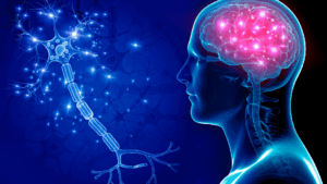 Neuron connections that shape the brain's response to social situations.
