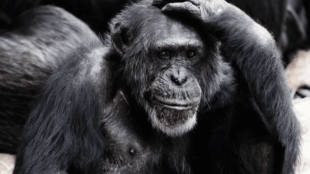 Chimpanzee resting with a hand on its head, a wry symbol of the mental overload that a digital detox relieves.