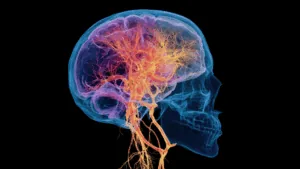 3D rendering of brain pathways highlighting neural circuits linked to compulsivity.
