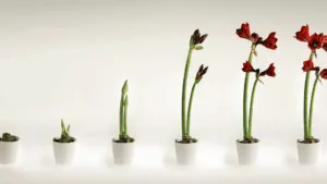 Growth stages of a flower from bud to bloom, symbolizing the balance of wanting versus needing in personal development.