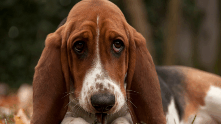 Basset hound with sad eyes showing emotional numbness when feeling blah.