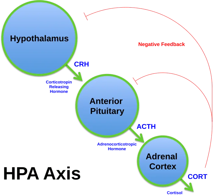 Simplified diagram showing how the hypothalamus, pituitary gland, and adrenal cortex interact within The HPA Axis.