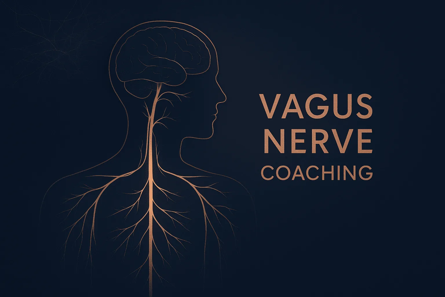 Anatomical illustration of the vagus nerve running from the brain through the neck