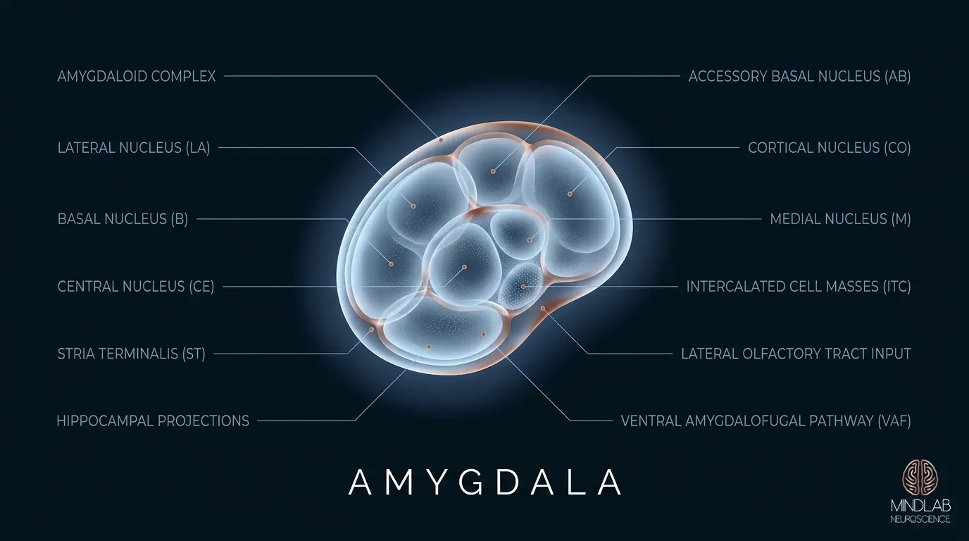 Amygdala neural diagram