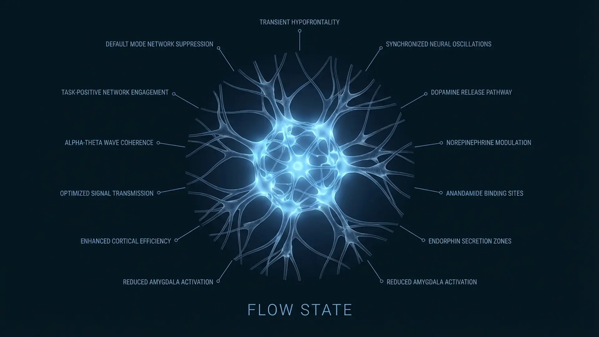 Flow State neural diagram