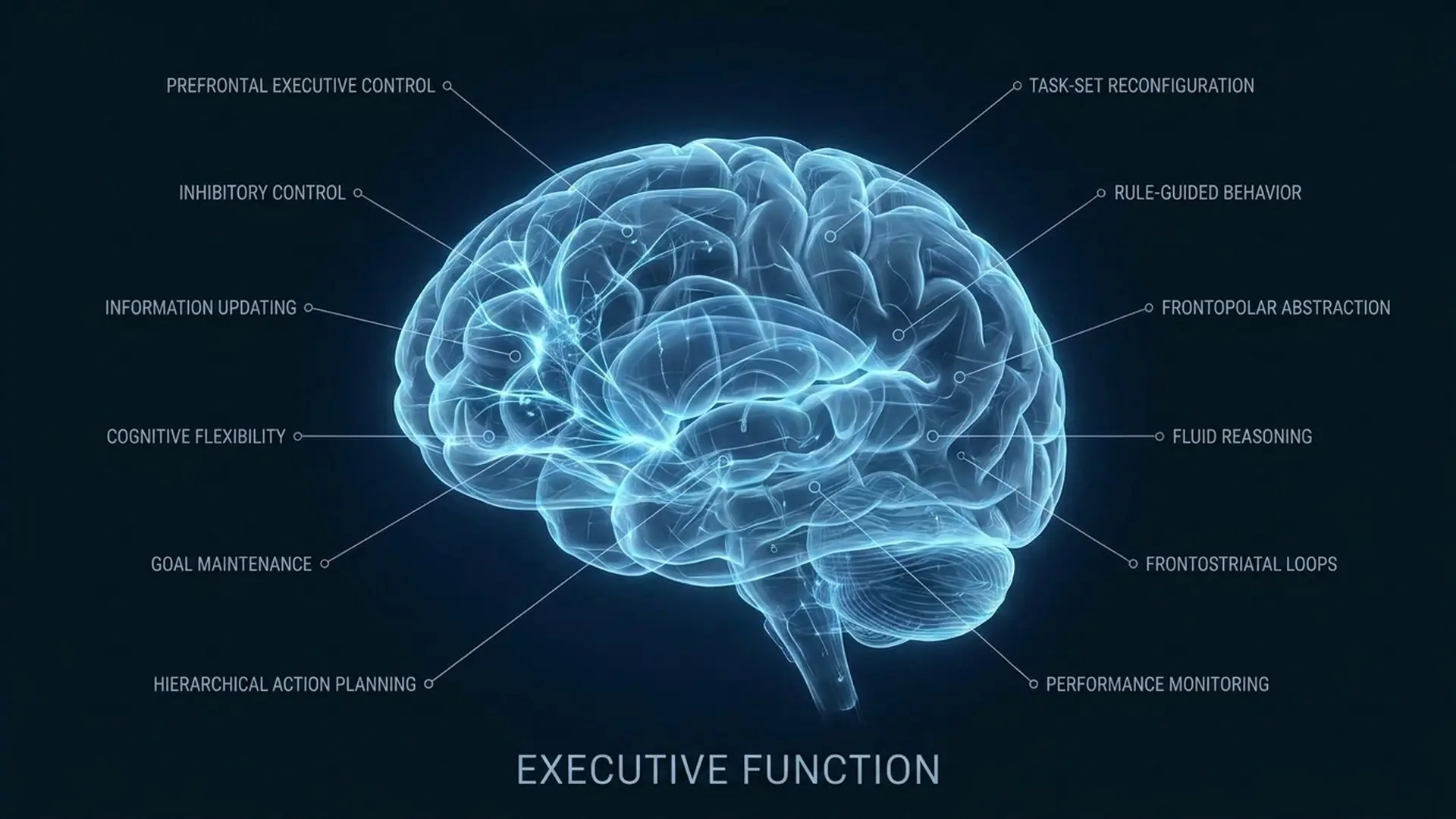 Executive Function neural diagram