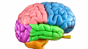 The Four Major Areas of the Brain: Why Understanding Them Changes How You Approach Behavioral Change