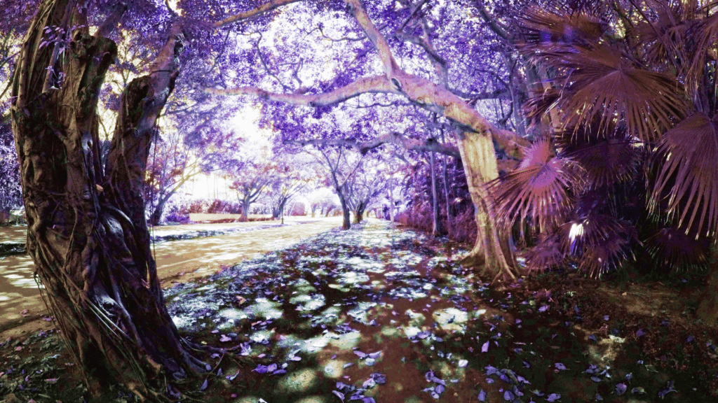 Enchanted forest path in purple hues for romantasy setting.