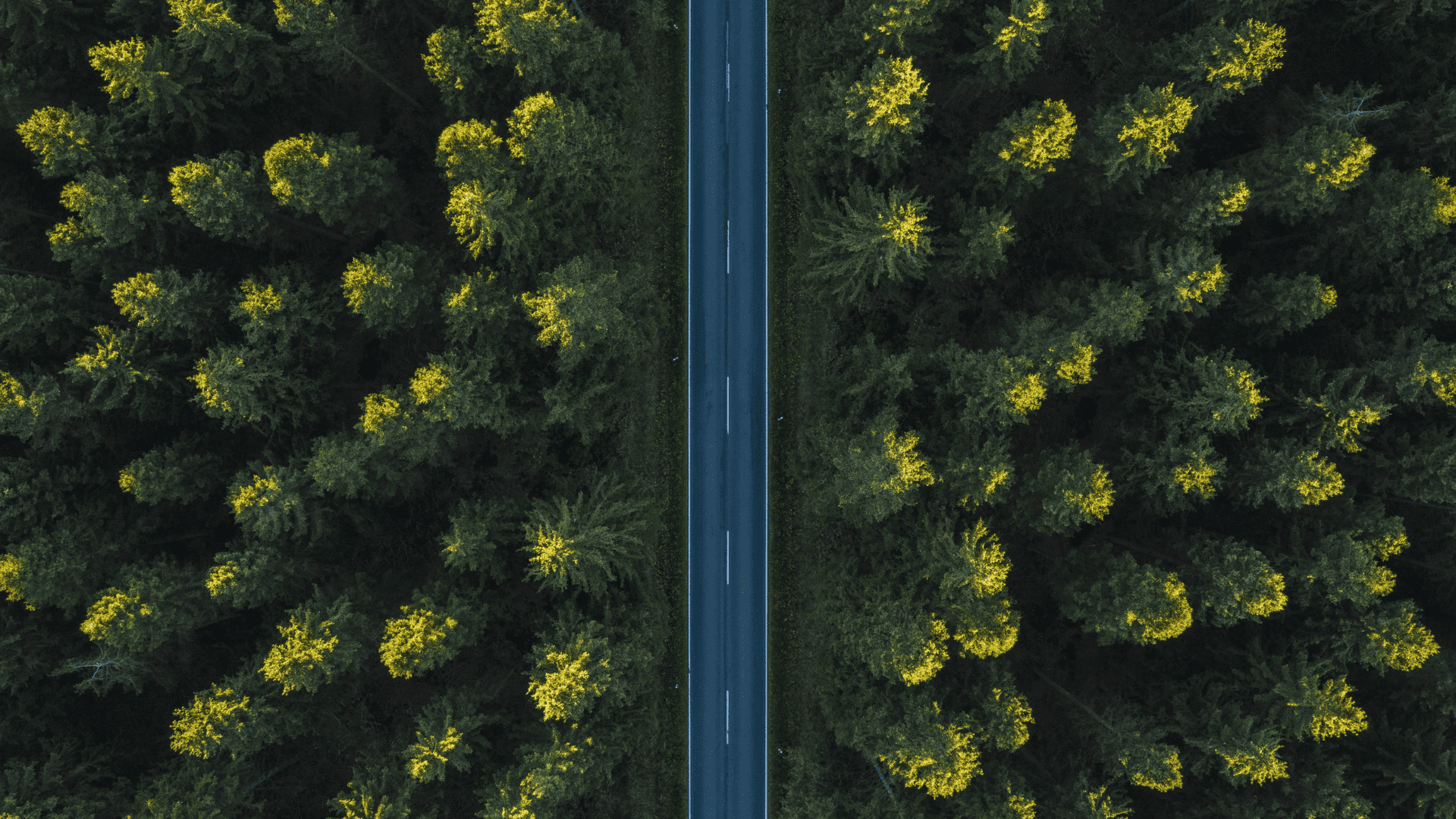 A straight road through a forest, viewed from above, symbolizing the clarity of taking the high roaad.