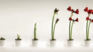 Growth stages of a flower from bud to bloom, symbolizing the balance of wanting versus needing in personal development.
