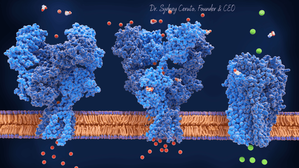 Three-dimensional scientific illustration of dopamine receptors (D1 and D2) on cell membrane showing dopamine molecules binding to receptors with Dr. Sydney Ceruto, Founder & CEO label.