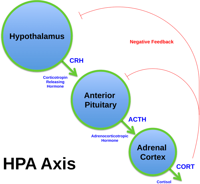 Simplified diagram showing how the hypothalamus, pituitary gland, and adrenal cortex interact within The HPA Axis.