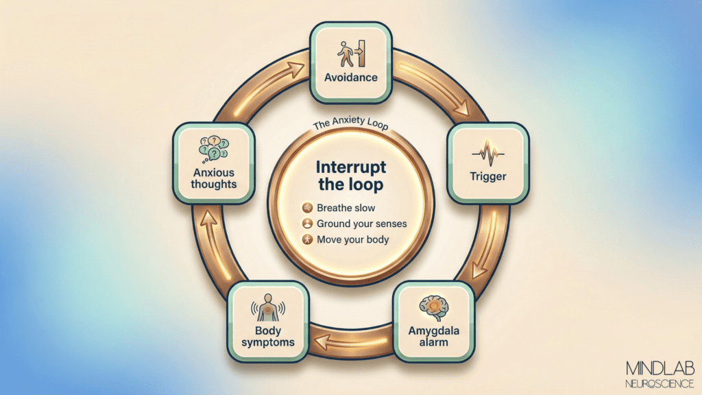 Circular anxiety loop for someone with an anxious brain; diagram showing trigger, amygdala alarm, body symptoms, anxious thoughts, and avoidance, with a central reminder to interrupt the loop using body-based tools.