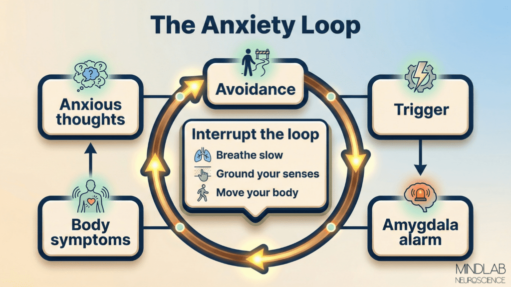 Anxiety loop infographic for an anxious brain, showing trigger, amygdala alarm, body symptoms, anxious thoughts, and avoidance, with a center box of tools to interrupt the cycle.