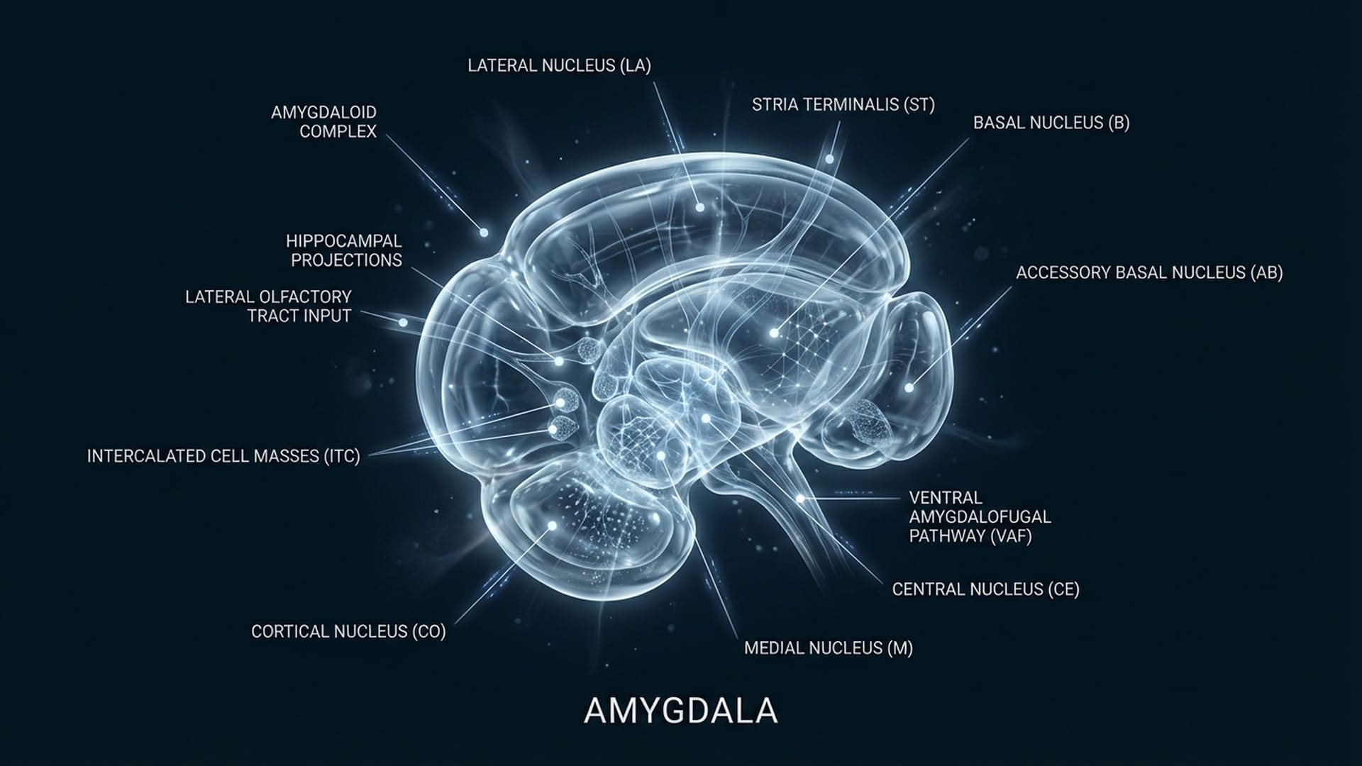 Amygdala neural diagram