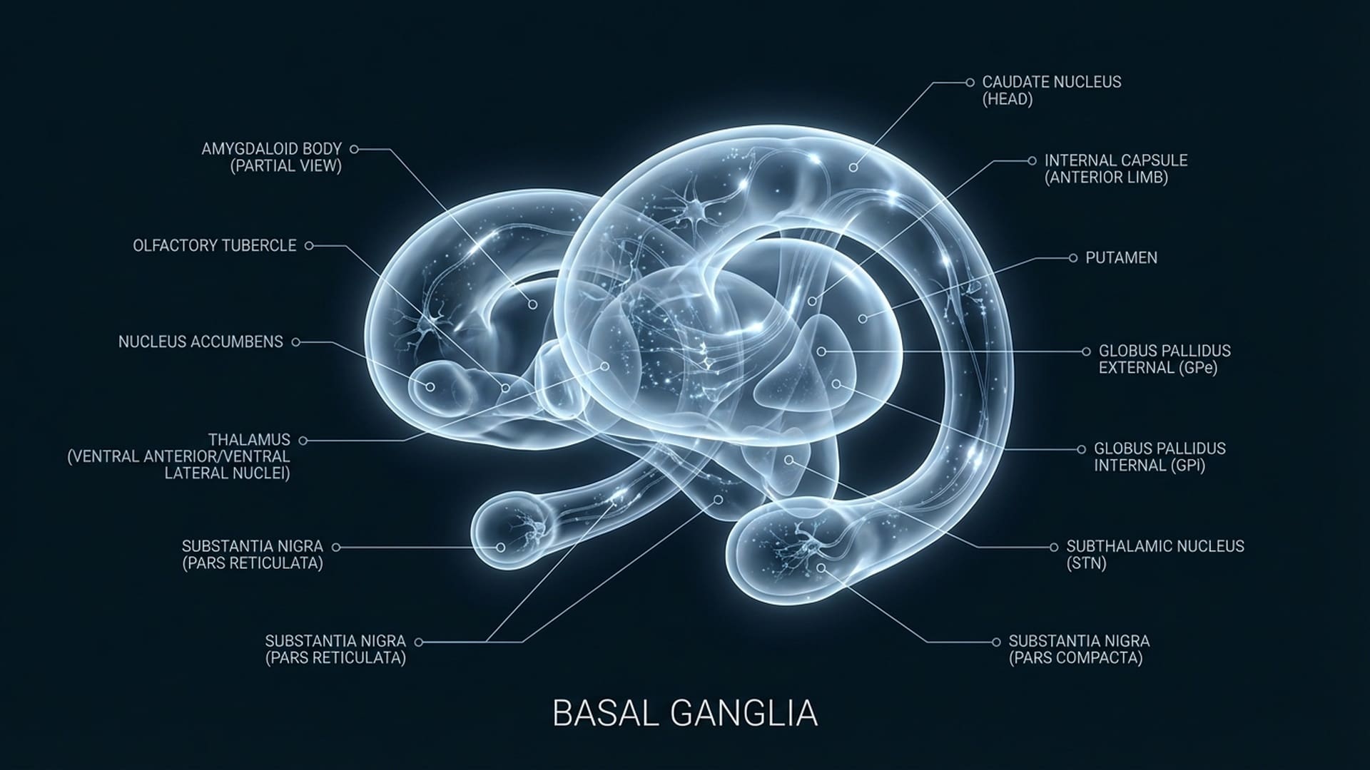 Basal Ganglia neural diagram