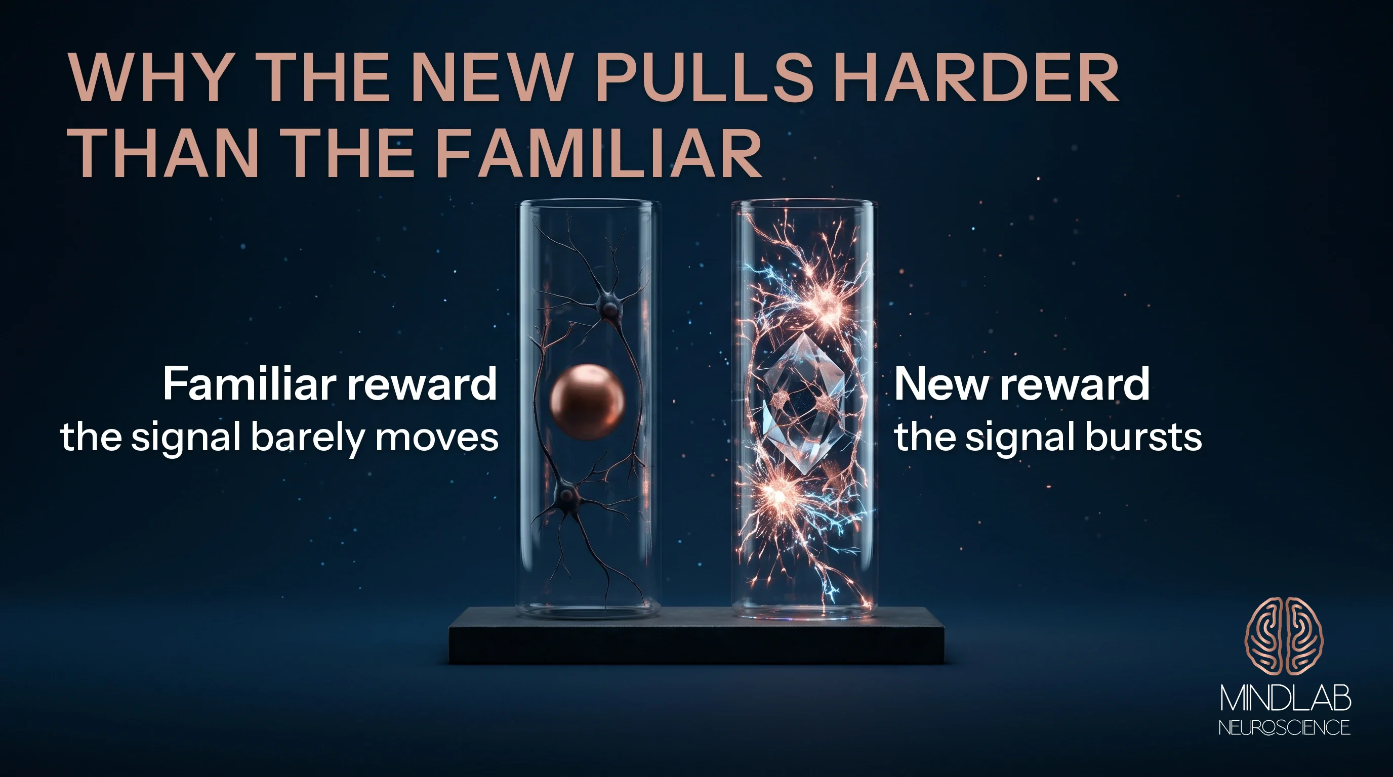 Illustration: a quiet familiar reward beside a bursting new one, as dopamine neurons respond most to the unexpected.
