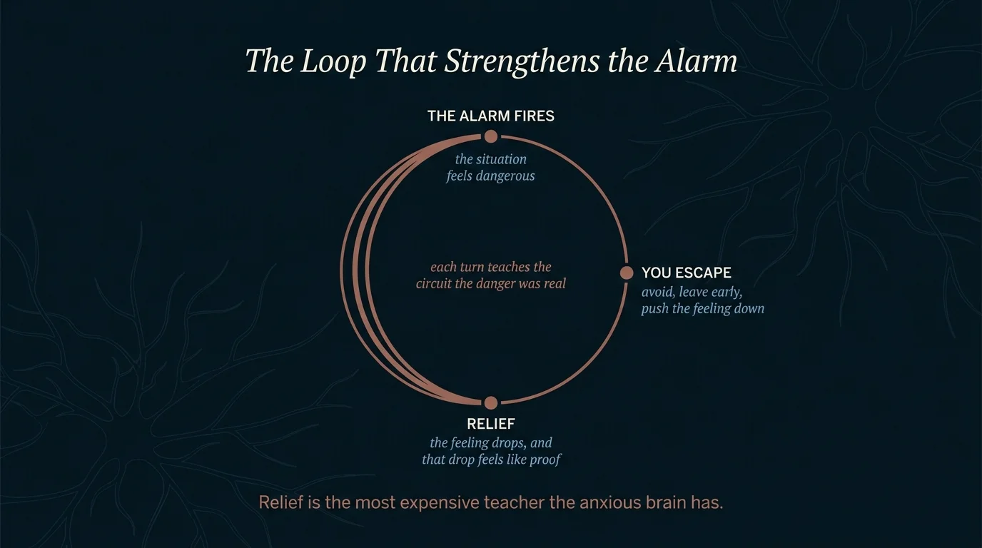 Reinforcement loop diagram showing how alarm, escape, and relief tighten the anxious circuit and strengthen the alarm