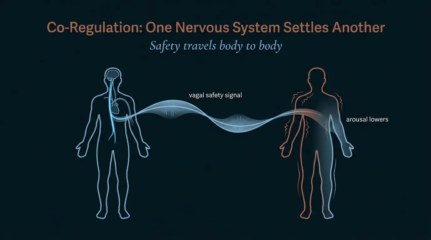 Co-regulation diagram showing a vagal safety signal traveling from one calm nervous system to another to lower arousal.