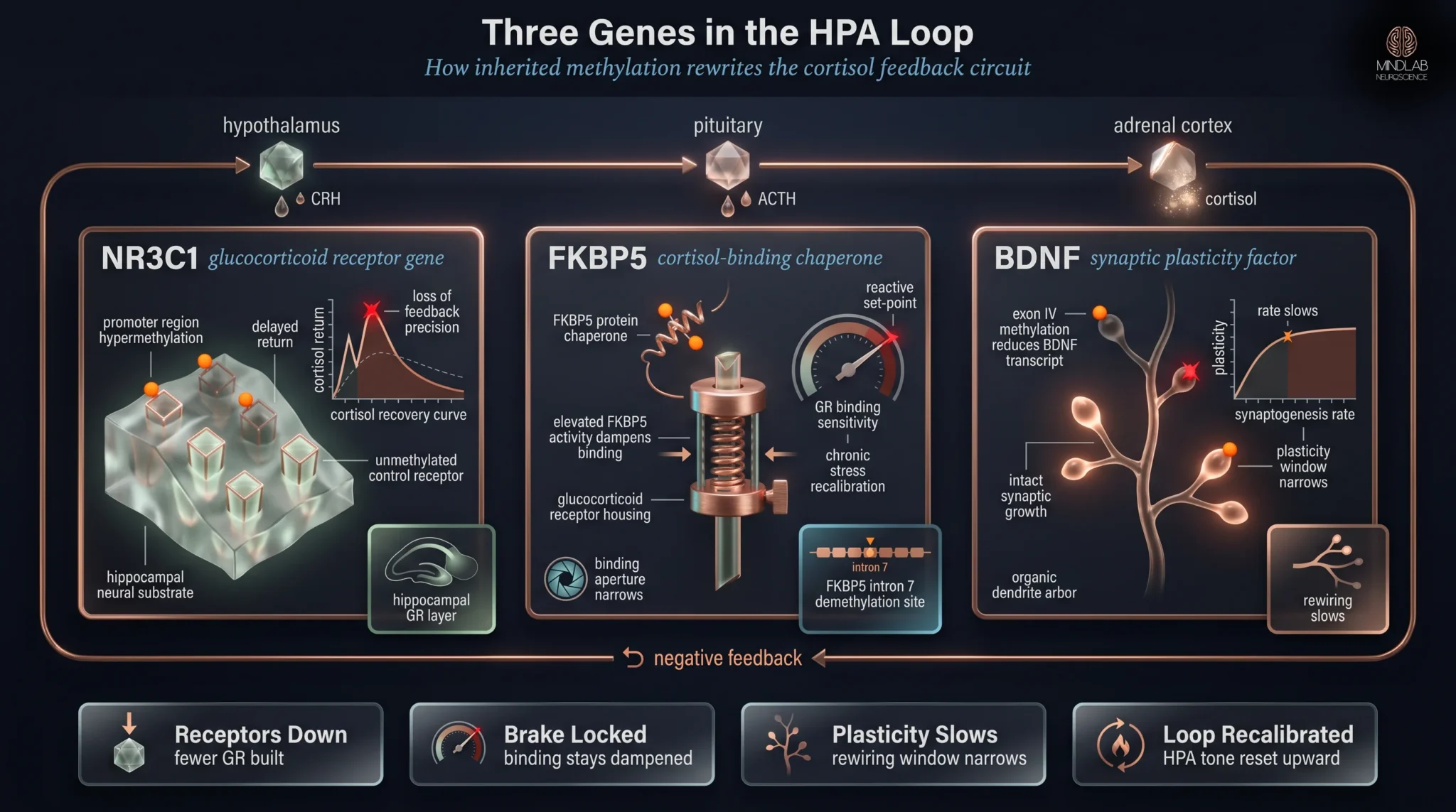 Intergenerational trauma genes NR3C1 FKBP5 BDNF diagram — Dr. Sydney Ceruto, MindLAB Neuroscience.