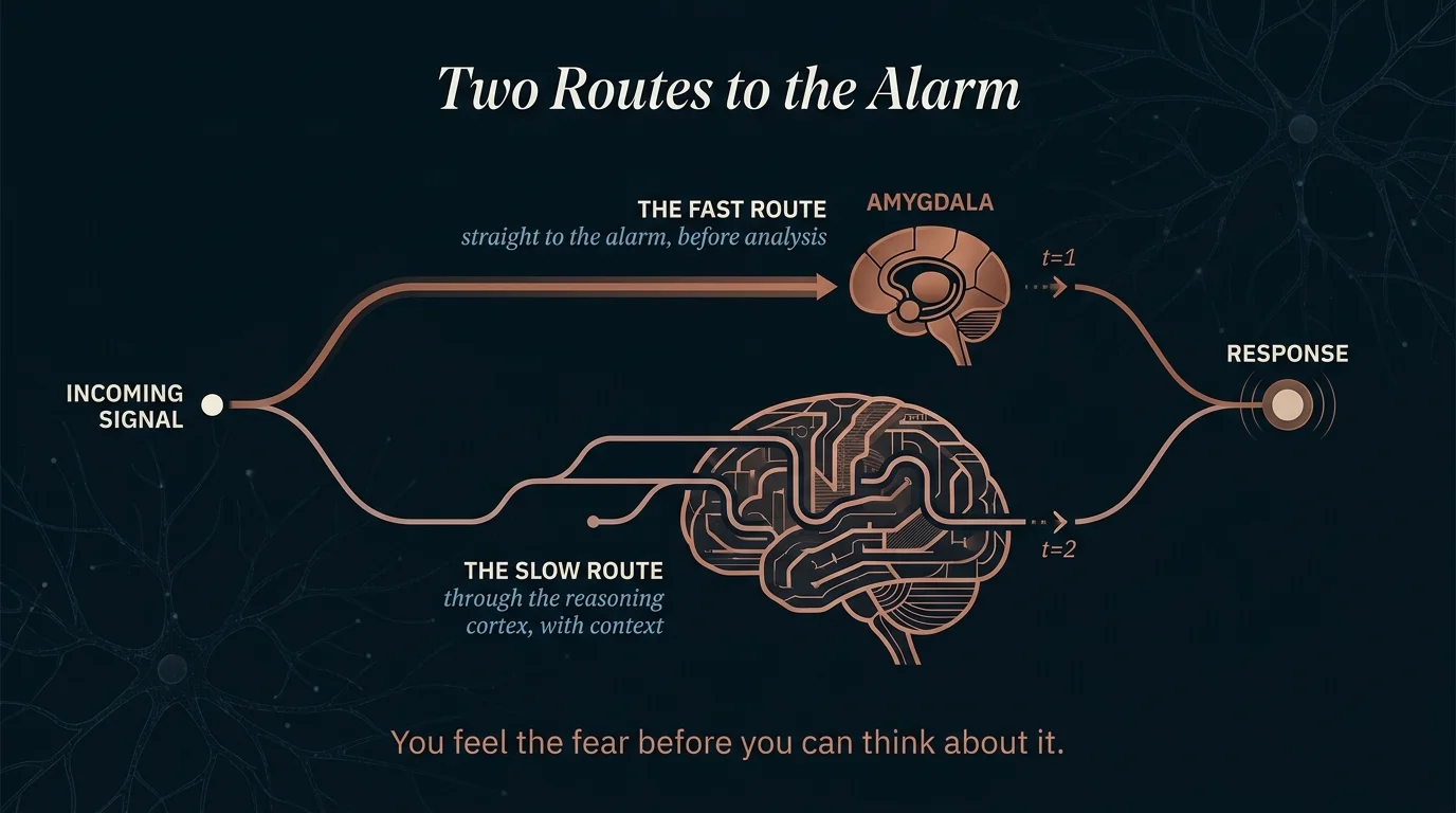 Two route threat processing diagram showing the fast low road to the amygdala reaching the alarm before the slow cortex route
