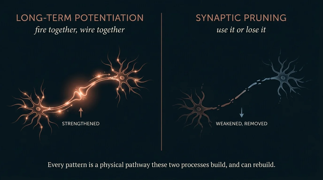 Mechanism diagram contrasting long-term potentiation strengthening a synaptic connection with synaptic pruning removing an unused one