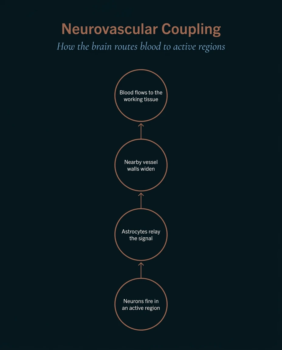 Navy infographic showing neurovascular coupling: neurons fire, astrocytes relay, vessels widen, and blood flows to active tissue.