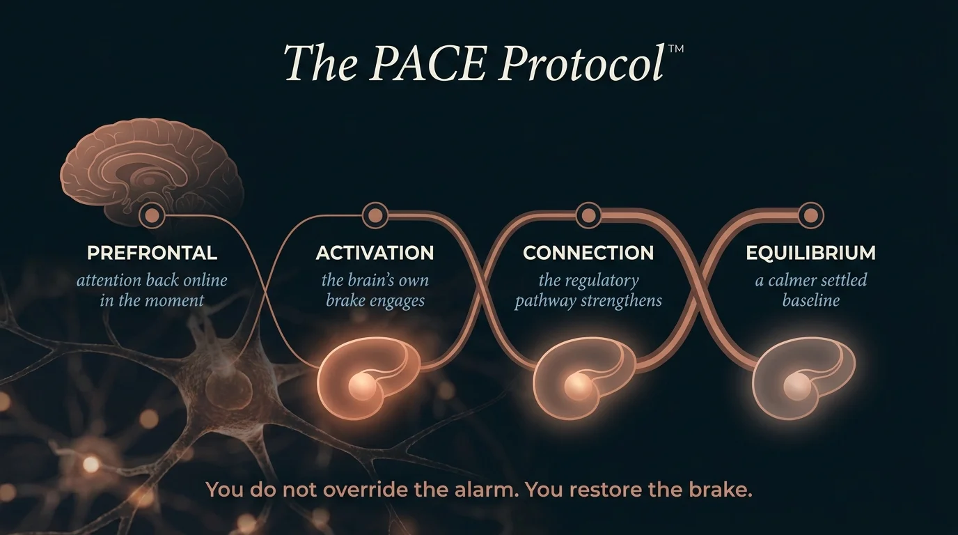 The PACE Protocol four phases recalibrating an overactive amygdala as the prefrontal cortex rebuilds its regulatory brake