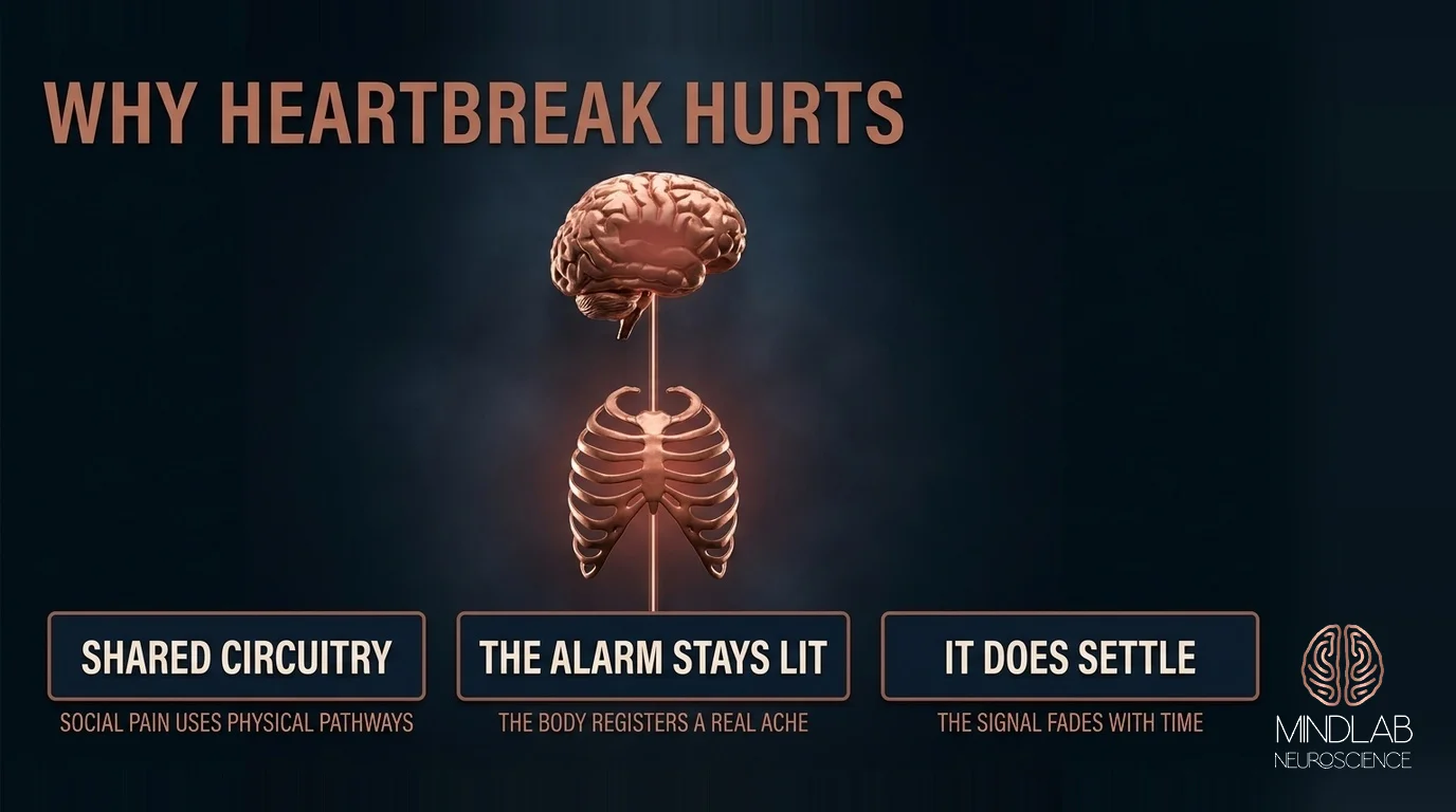 Opioid withdrawal inflammatory cytokine cascade vagal dysregulation physical pain after breakup mechanism pipeline – Dr. Sydney Ceruto, MindLAB Neuroscience.