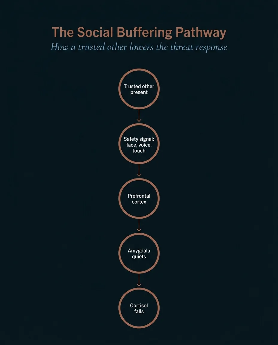 Social buffering pathway: trusted other present, safety signal, prefrontal cortex, amygdala quiets, cortisol falls.