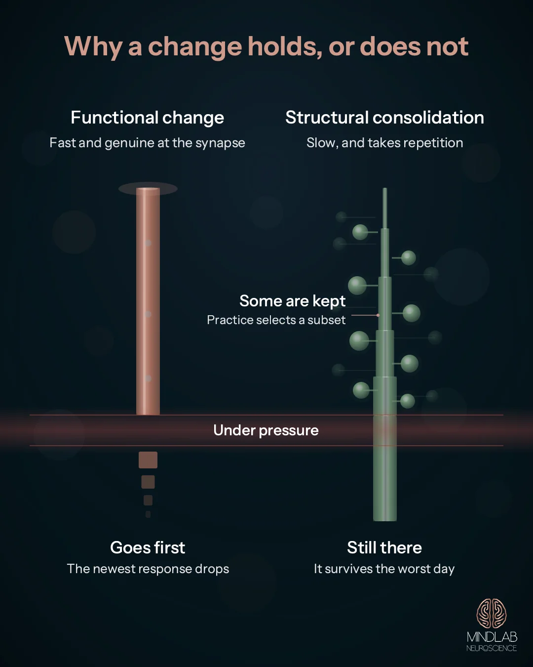 Diagram comparing a fast functional behavior change that breaks under pressure with slow structural consolidation